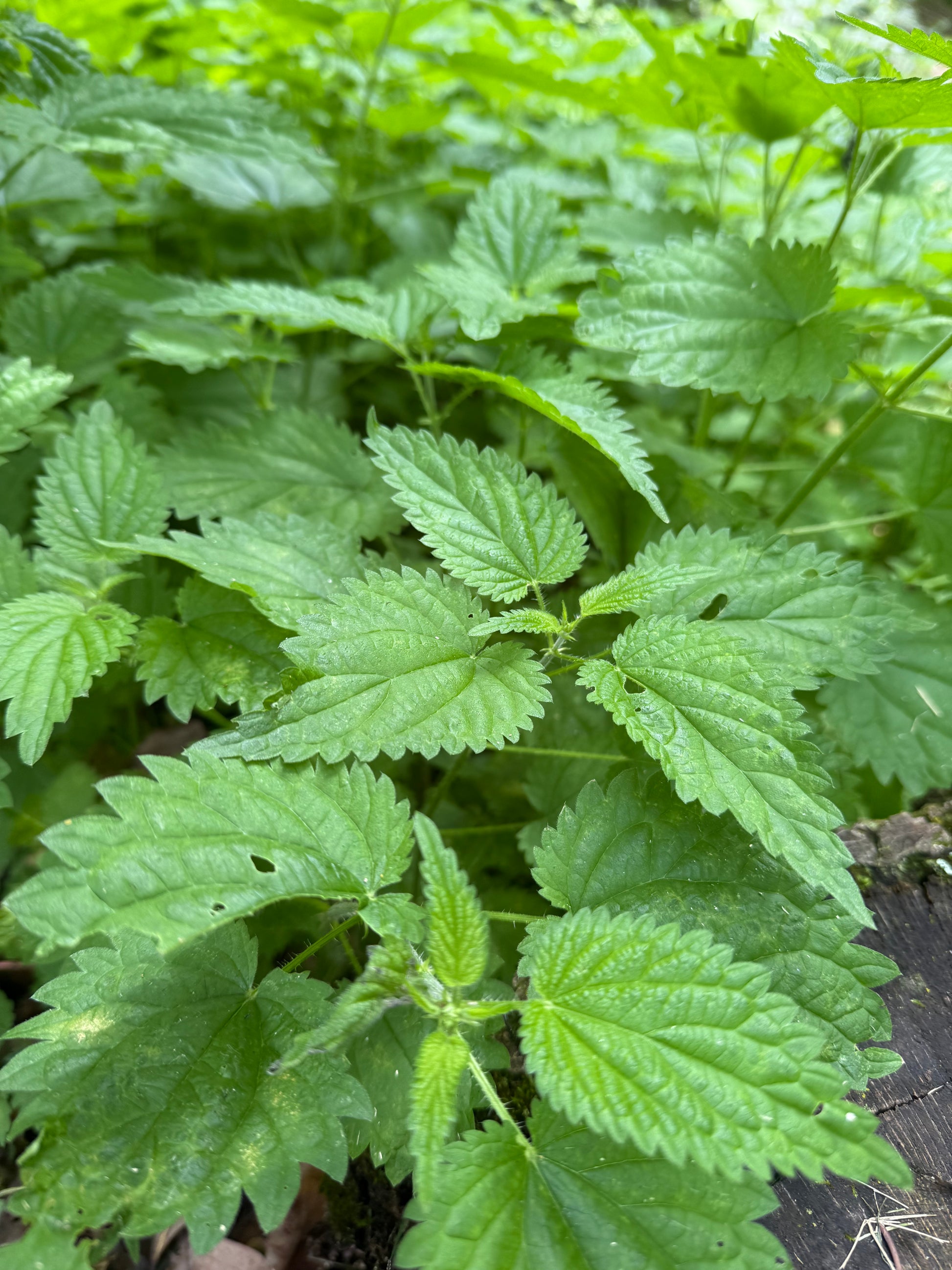 Nettle Herb Tea (organic)